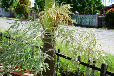 10 TRIANGLE PALM TREE Dypsis Decaryi Rare Tropical from Madagascar Seeds